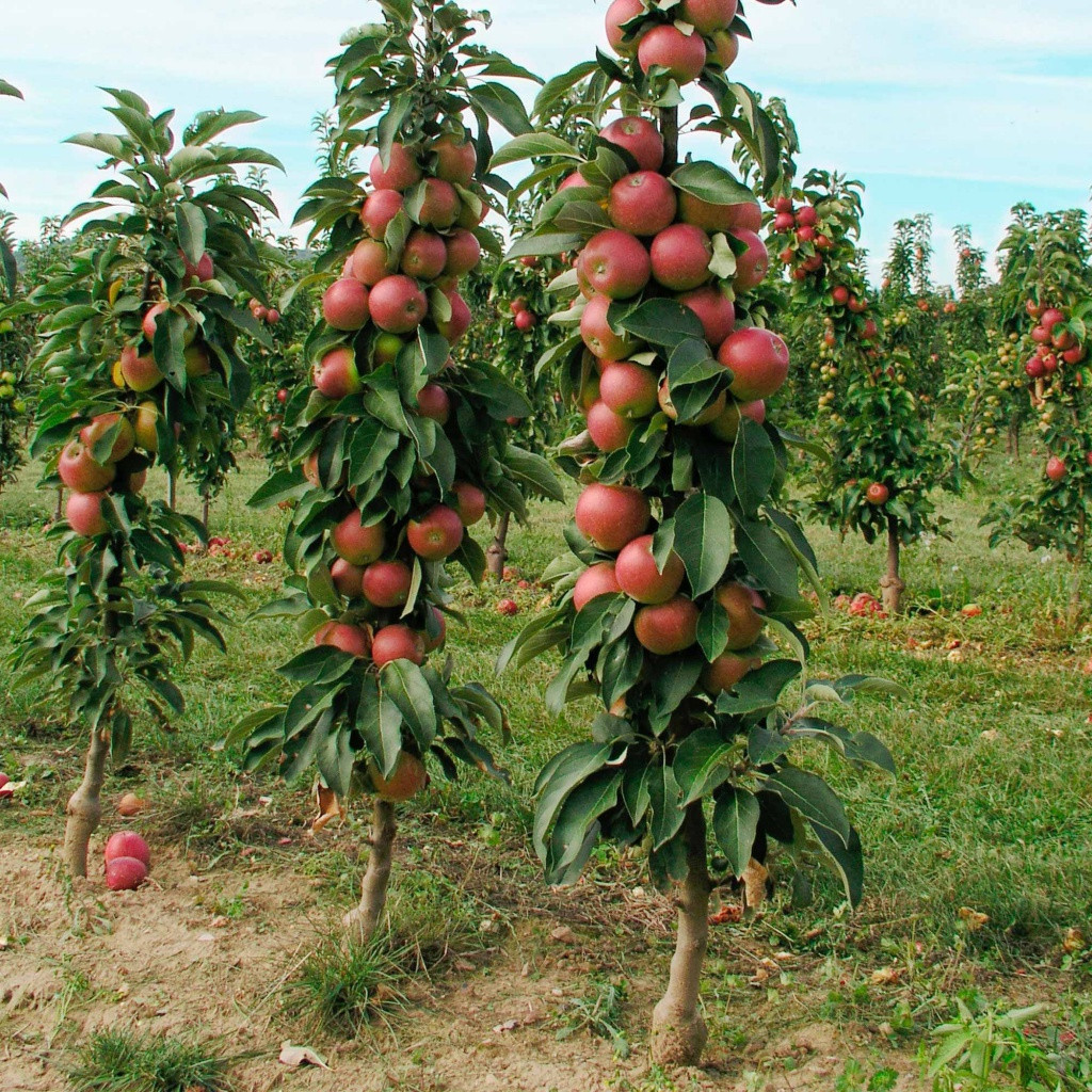 Плоды колоновидной яблони – саженцы питомника Наследие, Крым