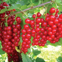 Смородина Красная Джонкер Ван Тетс - хит продаж в питомнике Наследие