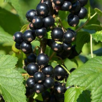 Смородина Черная Загадка  - хит продаж в питомнике Наследие