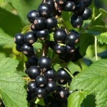 Смородина Черная Загадка  - хит продаж в питомнике Наследие