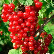 Смородина Красная Асора  - хит продаж в питомнике Наследие