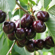 Вишня Владимирская - хит продаж в питомнике Наследие