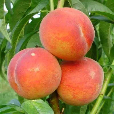 ➤ Купить Саженцы персика в Крыму в питомнике почтой – цена, сорта, заказатьс доставкой