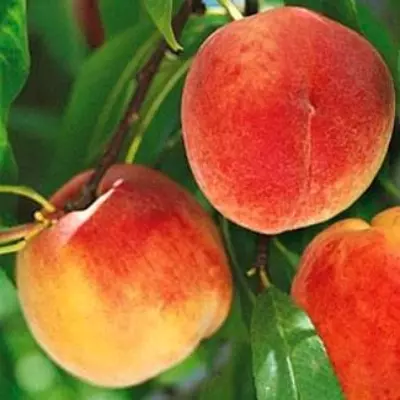➤ Купить Саженцы персика в Крыму в питомнике почтой – цена, сорта, заказатьс доставкой