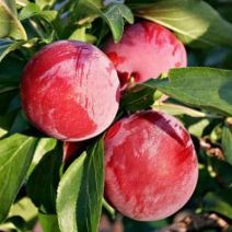 Слива Санта Роза  - хит продаж в питомнике Наследие