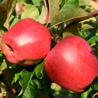 Купить Саженцы яблони в питомнике Наследие - цена и доставка почтой из Крыма