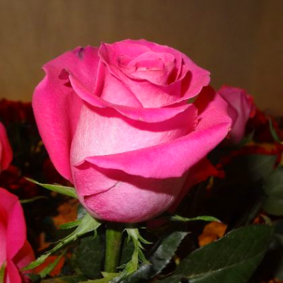 Чайно гибридная роза топаз описание фото