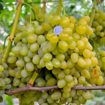 Виноград Галахад - хит продаж в питомнике Наследие