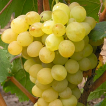 Виноград Восторг  - хит продаж в питомнике Наследие