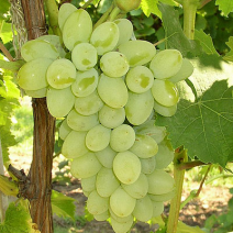 Виноград Лора  - хит продаж в питомнике Наследие