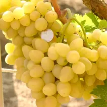 Виноград Аркадия  - хит продаж в питомнике Наследие