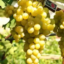 Виноград Италия - хит продаж в питомнике Наследие