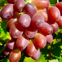 Виноград Зарево - хит продаж в питомнике Наследие