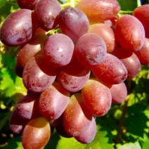 Виноград Зарево - хит продаж в питомнике Наследие