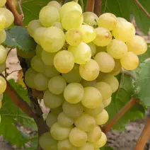 Виноград Плевен - хит продаж в питомнике Наследие