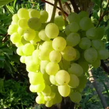 Виноград Алекса  - хит продаж в питомнике Наследие