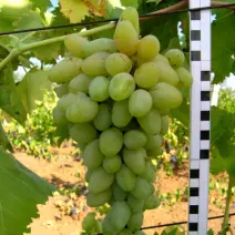 Виноград Кантемировский - хит продаж в питомнике Наследие