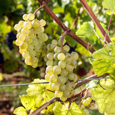 Саженец Виноград винный Алиготе  в питомнике Наследие
