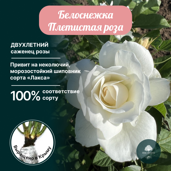 Роза плетистая Белоснежка в интернет-магазине pitomnik-nasledie.ru