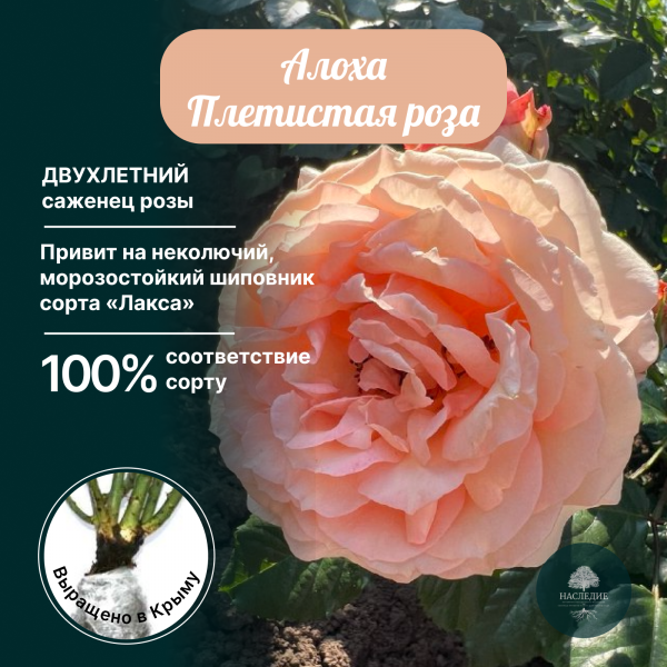 Плетистая роза Алоха в интернет-магазине pitomnik-nasledie.ru
