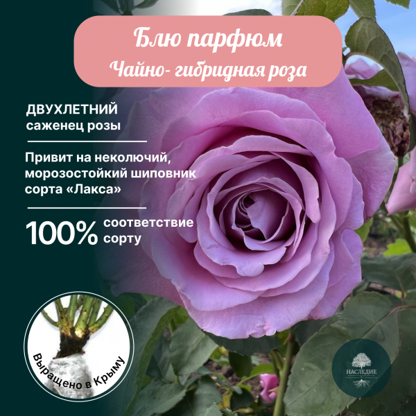 Роза чайно-гибридная Блю Парфюм в интернет-магазине pitomnik-nasledie.ru