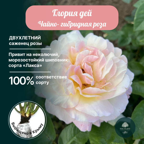 Роза чайно-гибридная Глория Дей  в интернет-магазине pitomnik-nasledie.ru