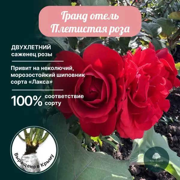 Купить саженец Роза плетистая Гранд Отель за 400 рублей с доставкой из  питомника Наследие Крым
