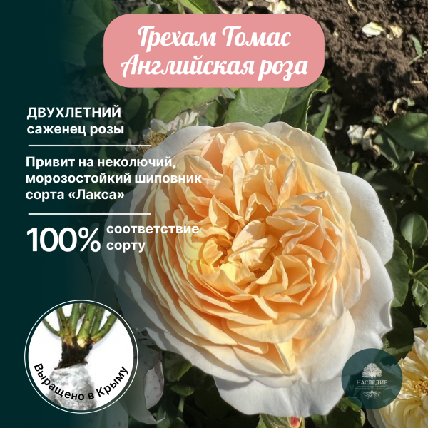 Роза английская Грехам Томас в интернет-магазине pitomnik-nasledie.ru