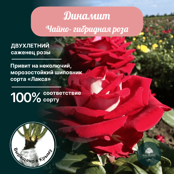 Роза чайно-гибридная Динамит  в интернет-магазине pitomnik-nasledie.ru