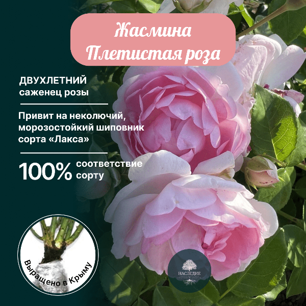 Роза плетистая Жасмина в интернет-магазине pitomnik-nasledie.ru