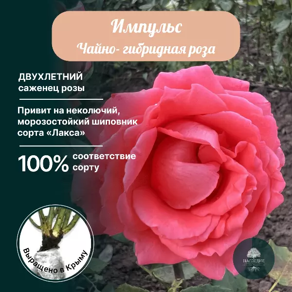 Купить саженец Роза чайно-гибридная Импульс за 400 рублей с доставкой из  питомника Наследие Крым