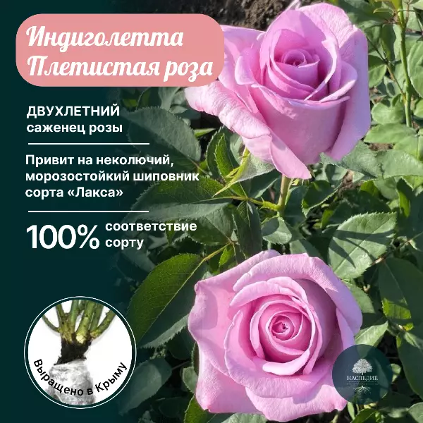 Купить саженец Роза плетистая Индиголетта за 400 рублей с доставкой из  питомника Наследие Крым