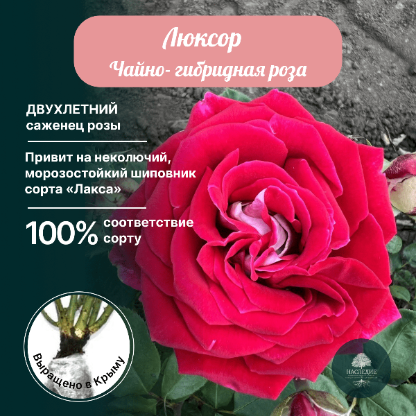 Роза чайно-гибридная Люксор в интернет-магазине pitomnik-nasledie.ru