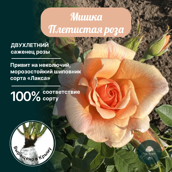 Роза плетистая Мишка в интернет-магазине pitomnik-nasledie.ru