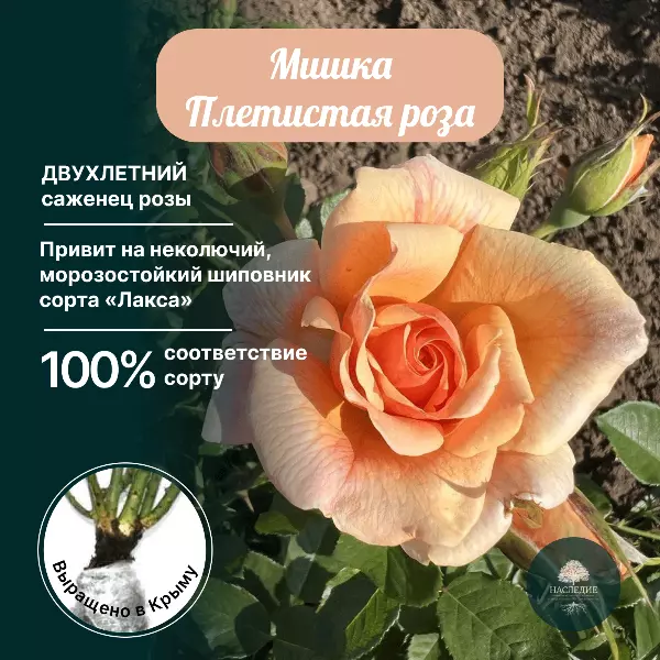 Купить саженец Роза плетистая Мишка за 400 рублей с доставкой из питомника  Наследие Крым