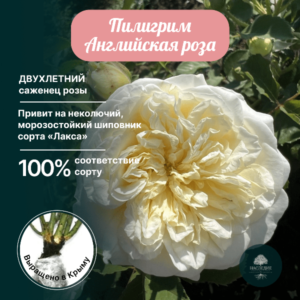 Роза английская Пилигрим в интернет-магазине pitomnik-nasledie.ru
