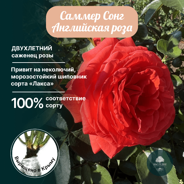 Роза английская Саммер Сонг в интернет-магазине pitomnik-nasledie.ru