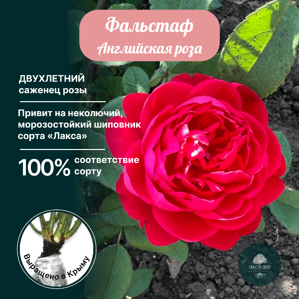 Роза английская Фальстаф в интернет-магазине pitomnik-nasledie.ru