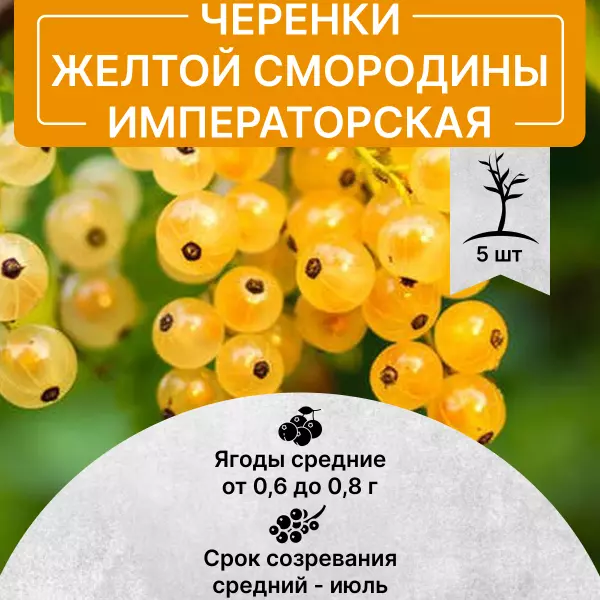 Саженец Черенки желтая смородина Императорская в питомнике Наследие