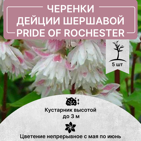 Саженец Черенки дейция шершавая PRIDE OF ROCHESTER в питомнике Наследие