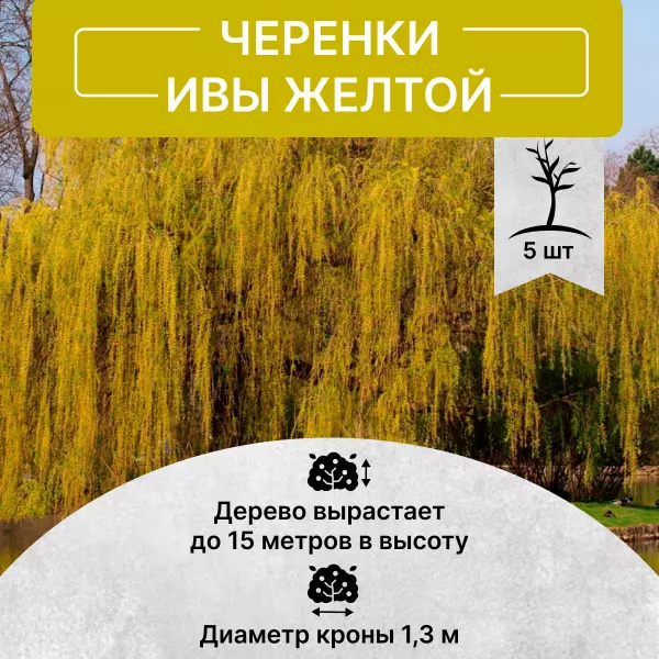 Саженец Черенки ива Желтая в питомнике Наследие