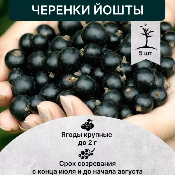 Черенки Йошта в интернет-магазине pitomnik-nasledie.ru