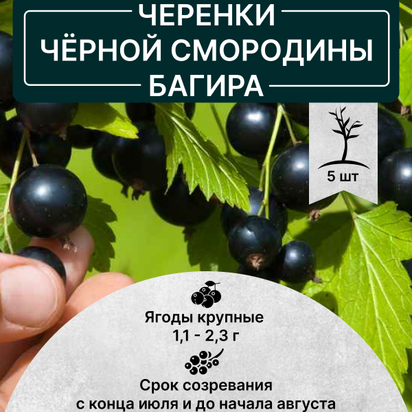 Черенки черная смородина Багира в интернет-магазине pitomnik-nasledie.ru