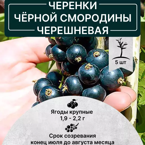 Саженец Черенки черная смородина Черешневая в питомнике Наследие