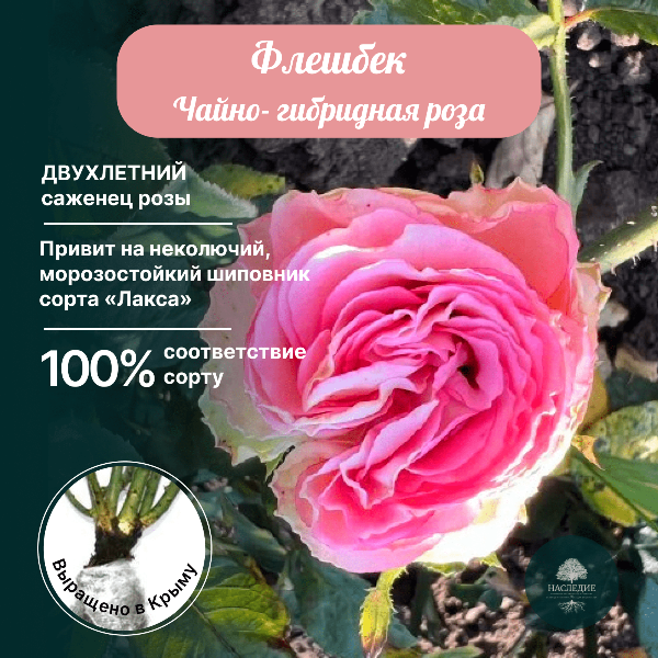 Роза чайно-гибридная Флешбек в интернет-магазине pitomnik-nasledie.ru