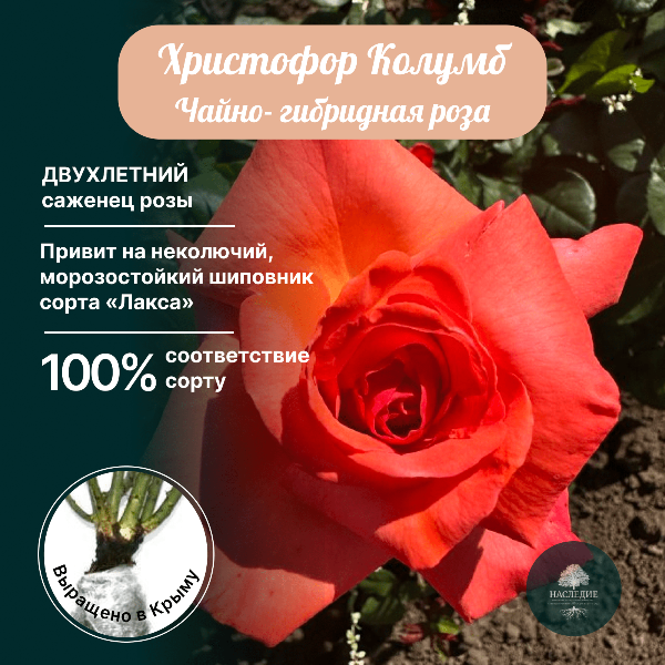 Роза чайно-гибридная Христофор Колумб в интернет-магазине pitomnik-nasledie.ru