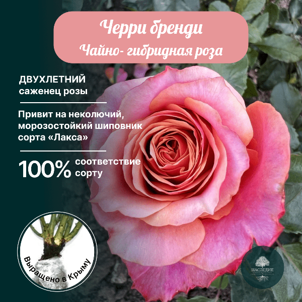 Роза чайно-гибридная Черри Бренди в интернет-магазине pitomnik-nasledie.ru