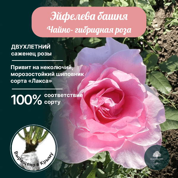 Роза чайно-гибридная Эйфелева Башня в интернет-магазине pitomnik-nasledie.ru