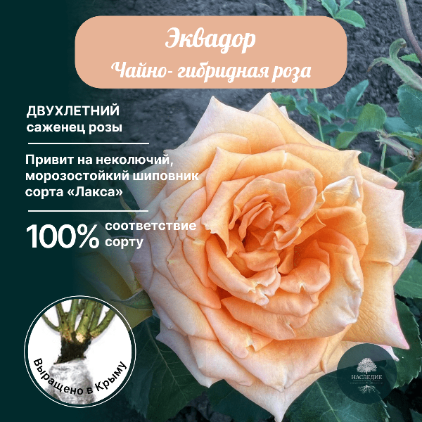 Роза чайно-гибридная Эквадор в интернет-магазине pitomnik-nasledie.ru