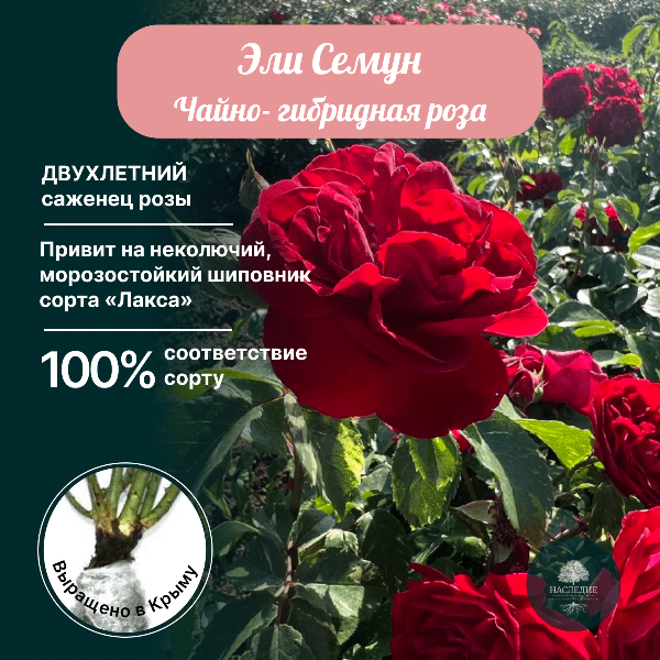 Роза чайно-гибридная Эли Семун в интернет-магазине pitomnik-nasledie.ru